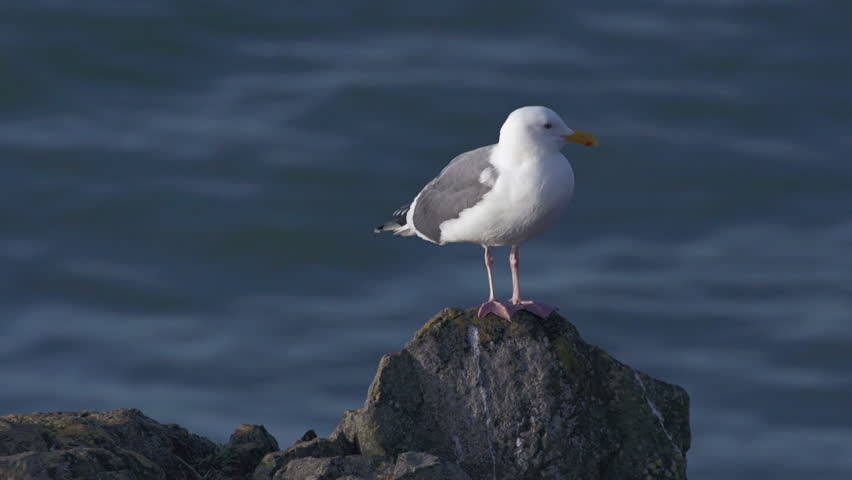 Sea gull perched on a rocky pinnacle at the seashore