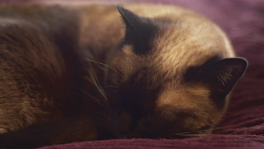 Siamese cat asleep on a bed