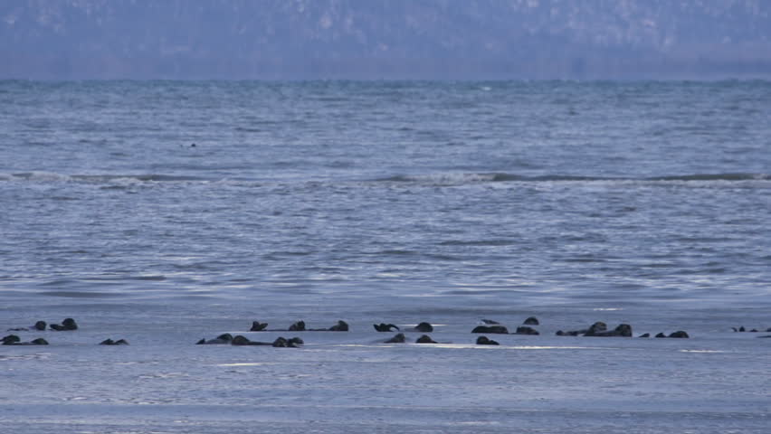 A large group of sea otters play in the icy waters of Kachemak Bay in Alaska