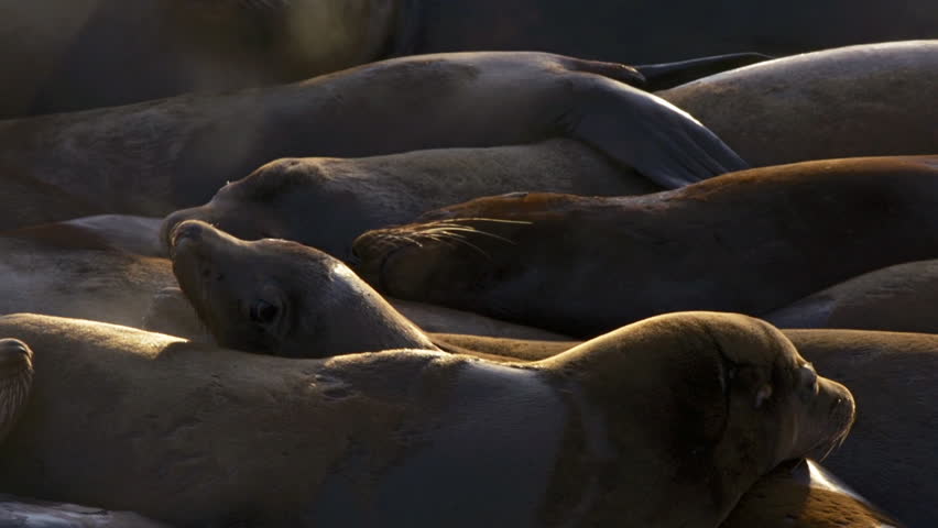 Sea lions relax and play in a pile