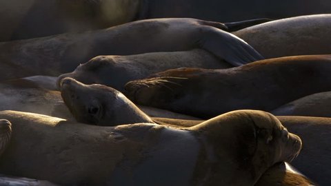 Sea lions relax and play in a pile