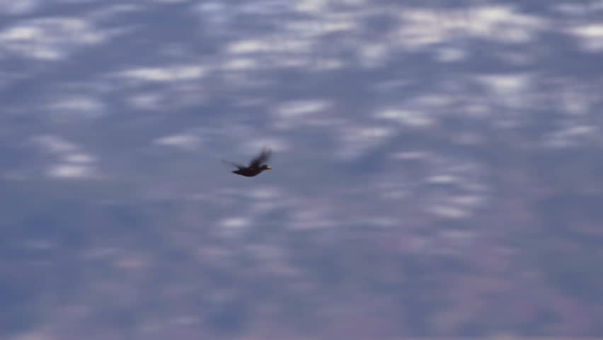 Single Black Scoter Drake Flying over Bay