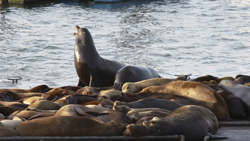 Two Stellar Sea Lions wrestle on the Astoria docks while others snooze 