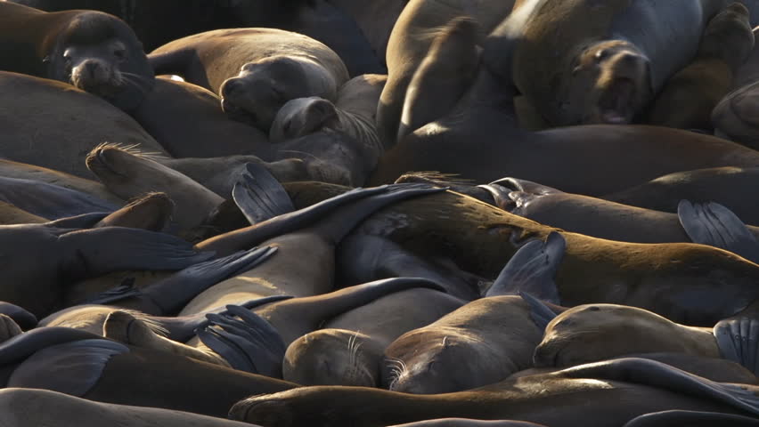 Sea lions sleeping and wrestling in a heap