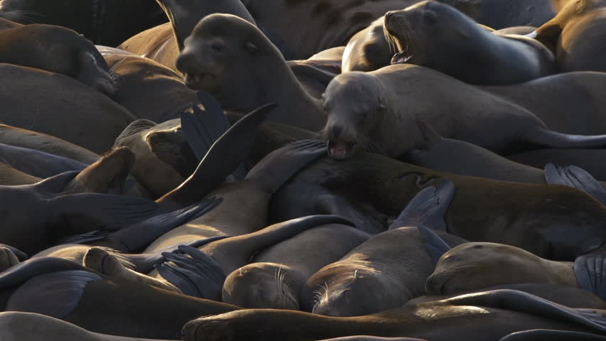 Sea lions relaxing and tussling in a heap in the sun