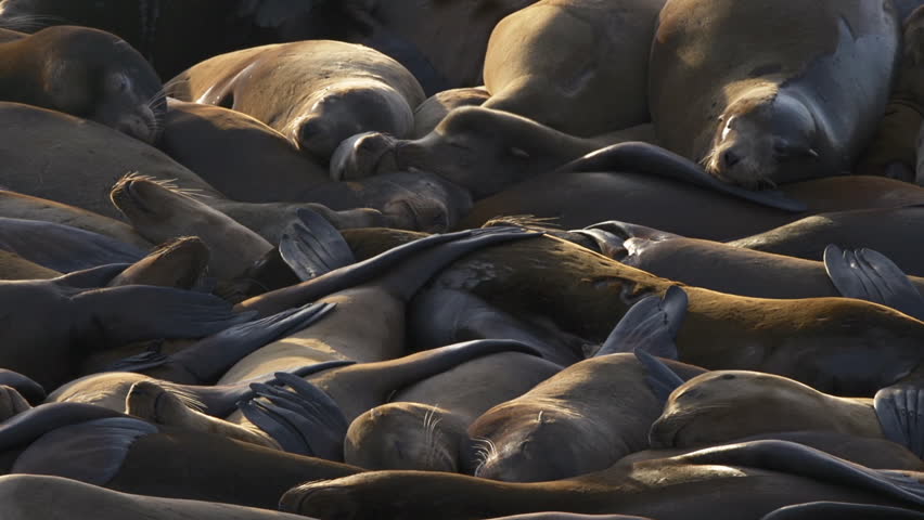 Sea lion colony plays and fights