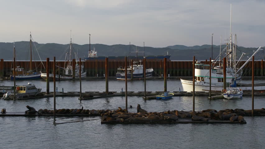 Sea lions bark and fight on wharf in Astoria, Oregon