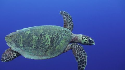 Green Turtle Chelonia Mydas Swimming On Stock Footage Video (100% ...