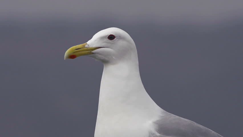 Close shot of a wary seagull