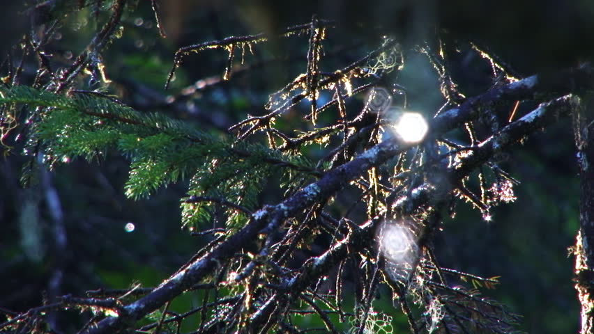 A cluster of branches and twigs in close-up swaying in the wind