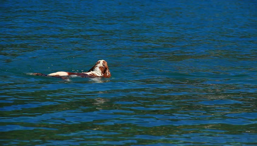Dog swimming on emerald sea.
