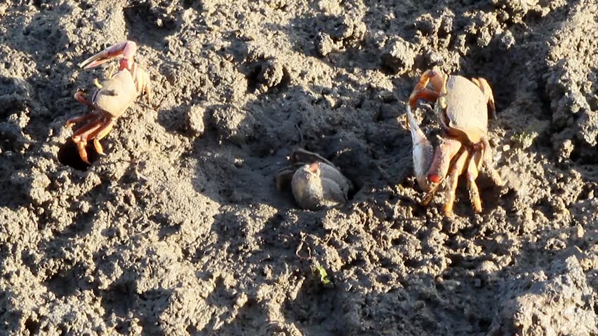 Uca tangeri. A species of fiddler crab that lives in the eastern Atlantic Ocean. (Footage taken in Ria Formosa, conservation wetlands)