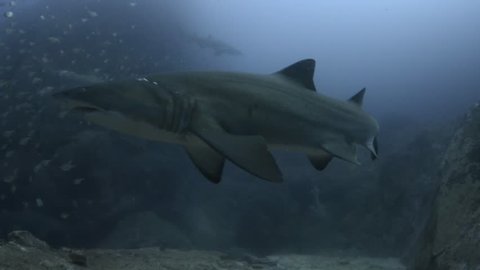 a very large female grey nurse shark with fresh mating scars on gills