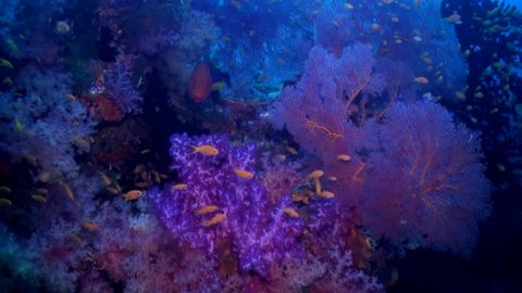 Coral grouper in colourful soft coral and with reef fish
