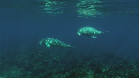Dugong and calf swim past camera in blue water