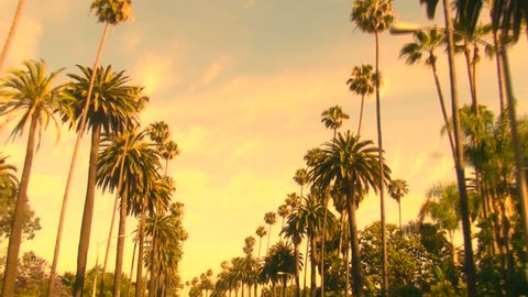 Palm Trees at sunset - HD