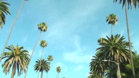 Palm Trees on Beverly Drive