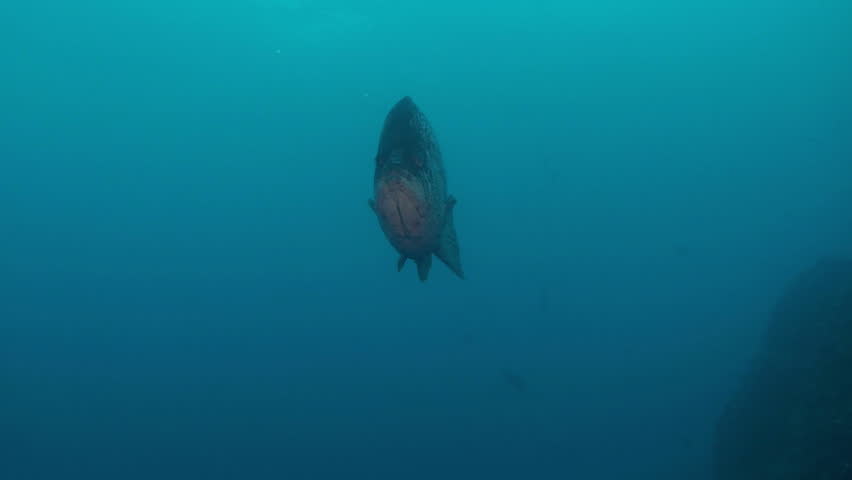leather bass, fish passing close, malpelo island