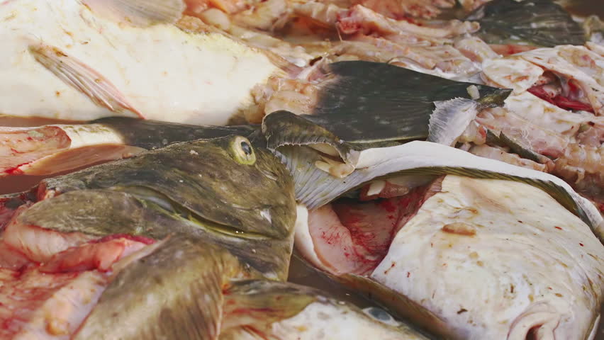 Commercial Fishing Waste of dead and gutted Pacific Cod