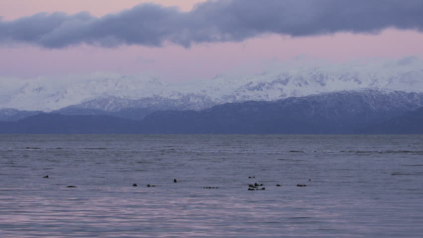 Otters float and play in Kachemak Bay, Alaska at sunset