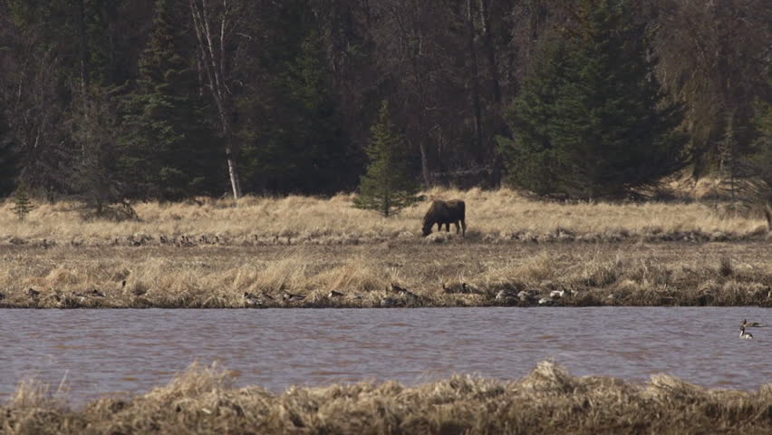 A moose grazing in a marsh at the edge of an Alaskan spruce forest