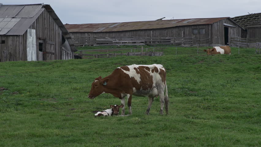 A curious cow approaches mother cow and her newborn calf in a grassy field