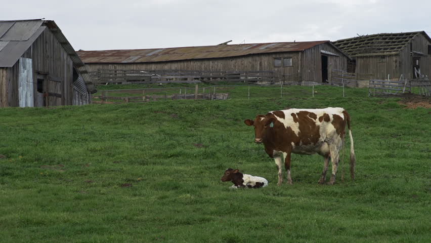 A pastoral scene in Sonoma County, California of mother cow and calf