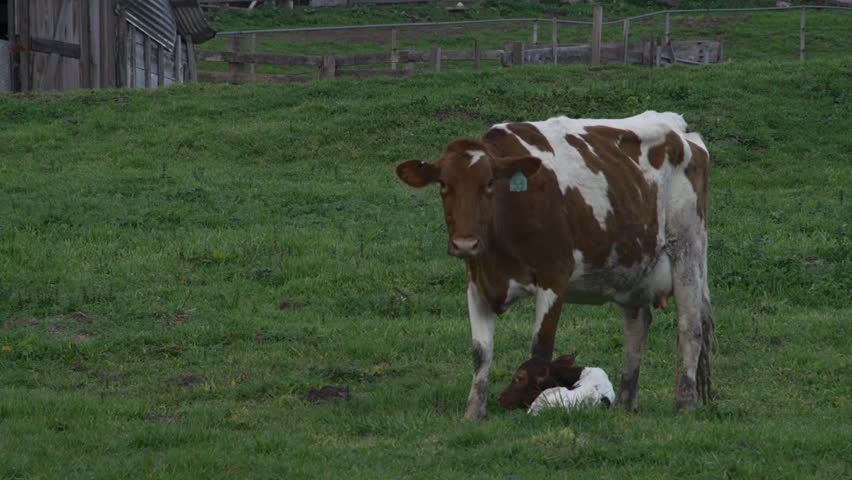 Mother Holstein cow licking her newborn calf in a grassy field