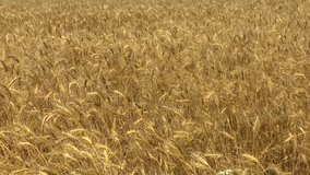Field of golden wheat swaying in the breeze 