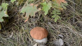 cep mushroom (Boletus edulis) in autumn forest