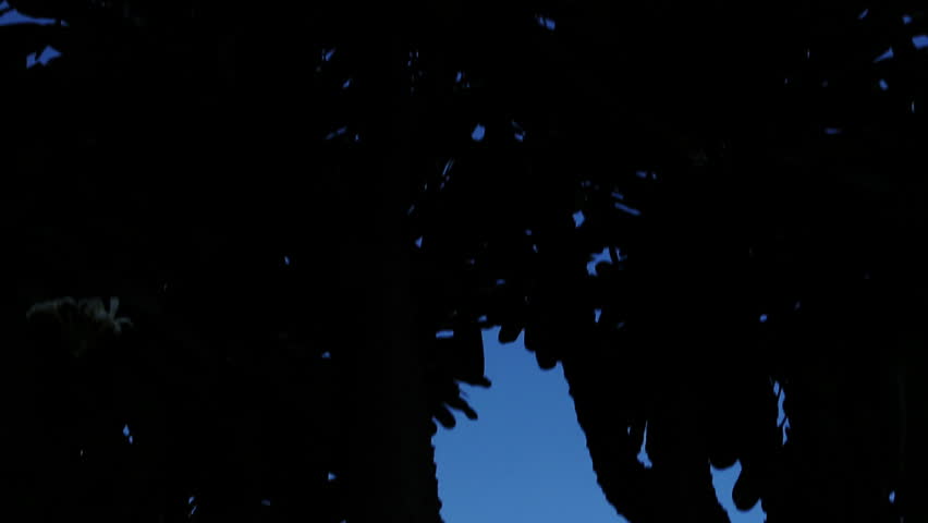 Tilt down shot of the Taj Mahal, Agra, Uttar Pradesh, India