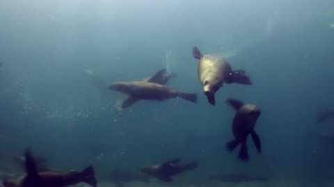 many Australian fur seals one investigates camera