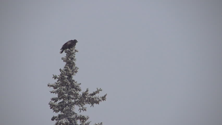 Adolescent bald eagle perched atop a snowy spruce tree takes flight during a