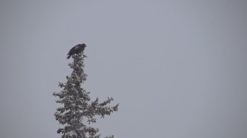 Adolescent bald eagle perched atop a snowy spruce tree takes flight during a snowstorm