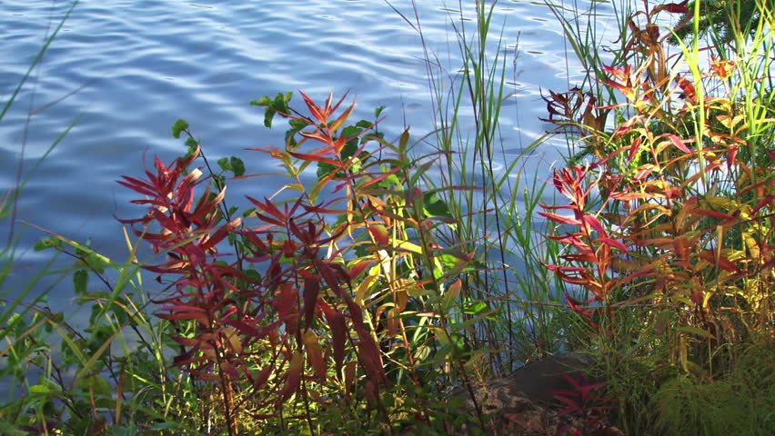 Autumnal colors in fireweed and grass on an Alaskan lakeshore