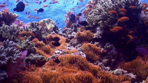 Anemone fish reef scene with any colourful fish