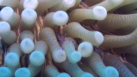 anemone shrimp in mushroom coral close up