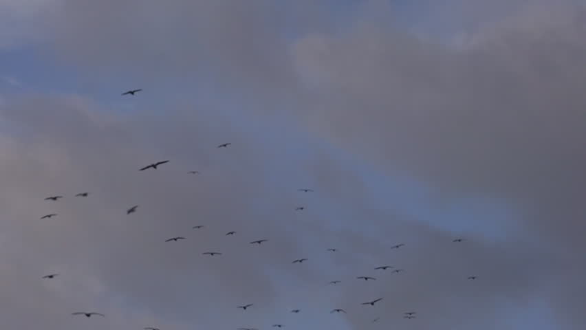 Flock of Crows Drift in Stormy Sky