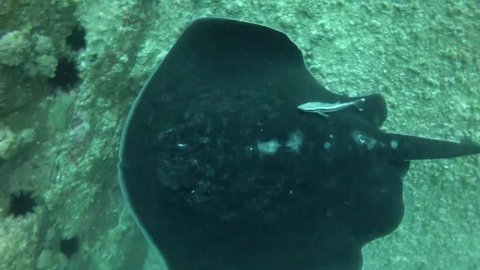 giant black stingray swimming gracefully towards camera deep water, Sydney, Australia.
HD 16:9 1080 widescreen