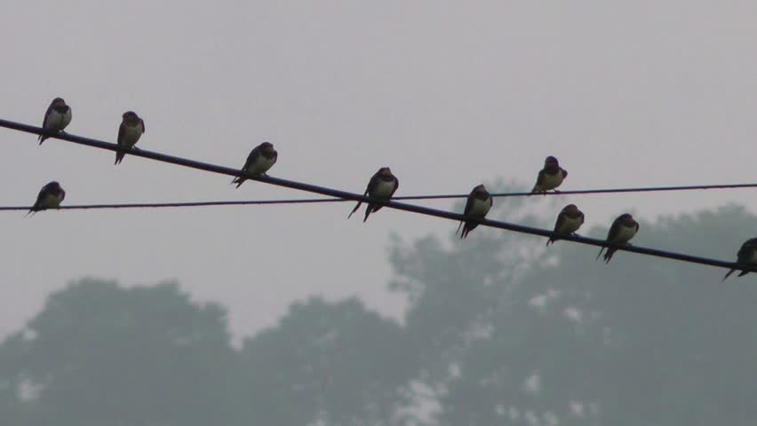 Group of Swallows gathered on a telegraph line