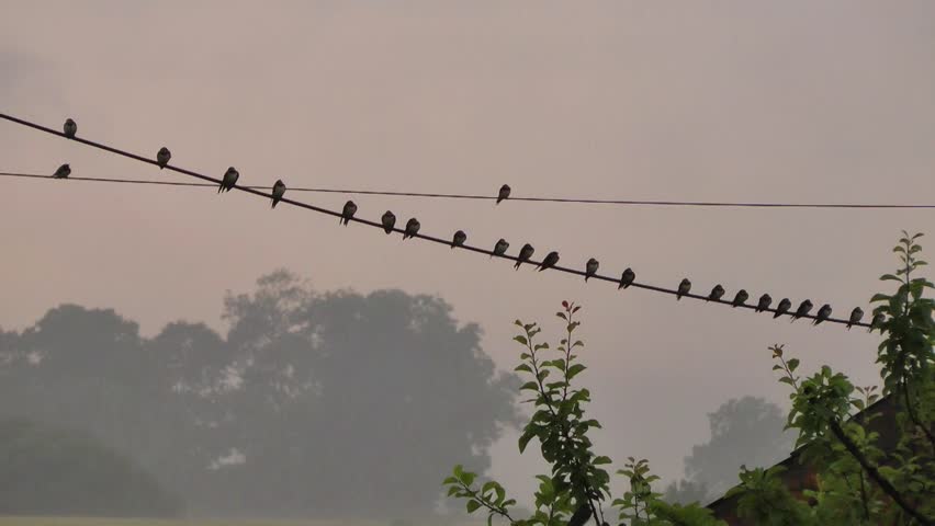 Group of Swallows gathered on a telegraph line