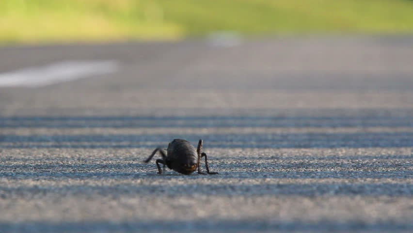 Bush cricket walking on a road (bradyporus dasypus)
