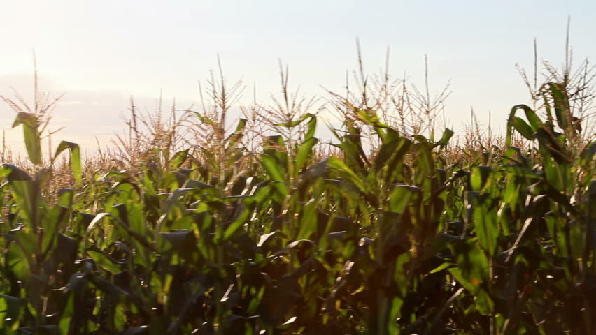 Corn field in motion. Steady footage shot from the car... 