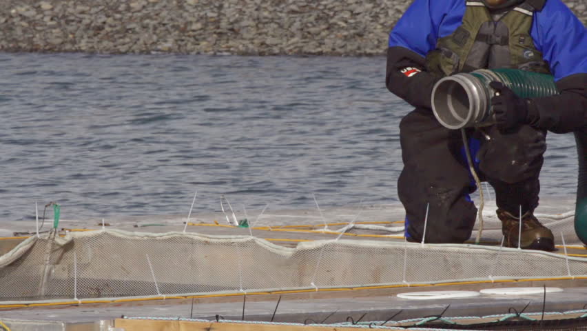 Fish and Game personnel stock Coho salmon into holding nets at a commercial