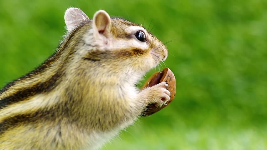 Chipmunk eating walnuts.