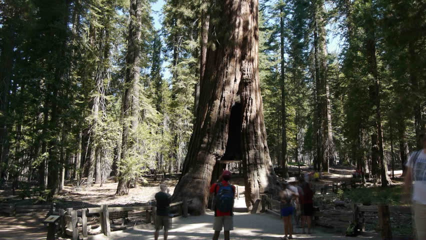 a time lapse of tourists visiting the tunnel tree at mariposa grove, yosemite