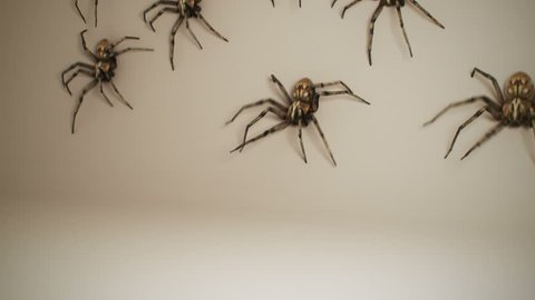 Dozens of big venomous spiders crawling across white wall. Spiders invading home.