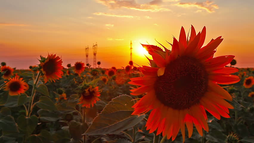flowering sunflowers