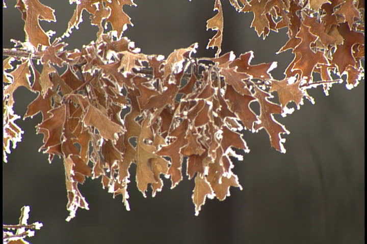 Ice and frost covered leaves on branch in Bangor, Maine.