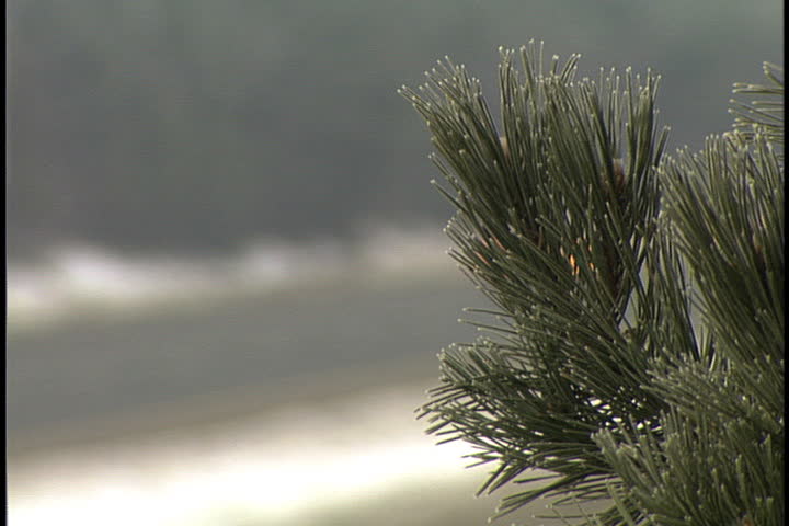 Out of focus shot of traffic passing on snowy highway, branch of palm tree is in foreground in Bangor, Maine.